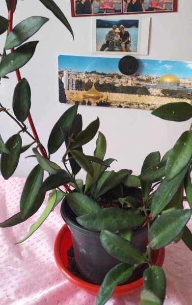 1 septembrie 2024 - Hoya Rosita
