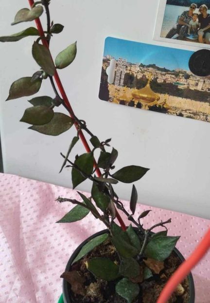 1 septembrie 2024 - Hoya krohniana Black Leaves