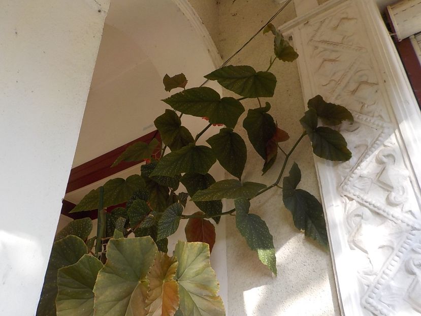 - begonia lucernae