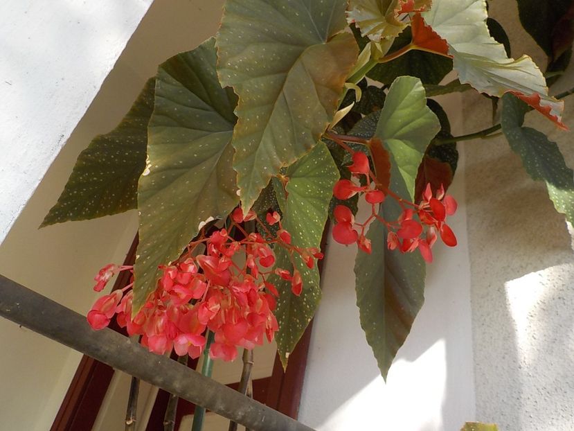  - begonia lucernae