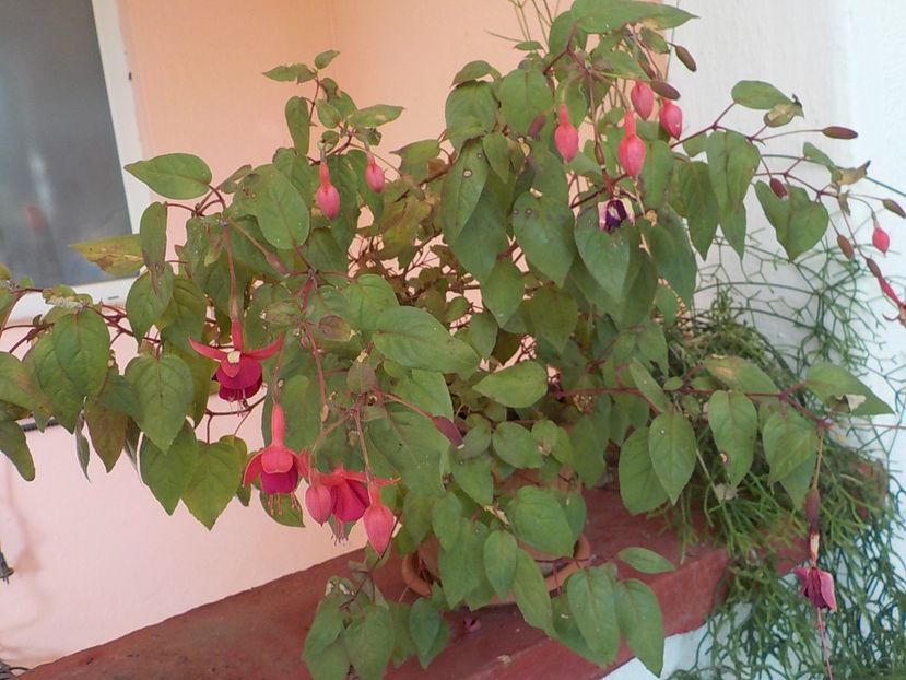  - fuchsii