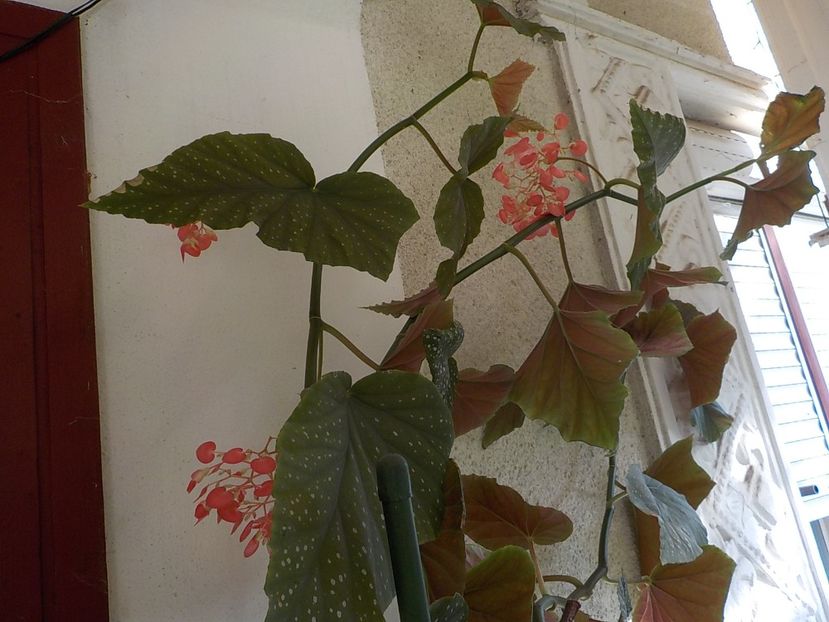  - begonia lucernae