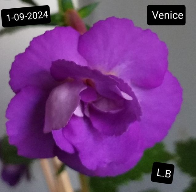 Venice - ACHIMENES - 2024
