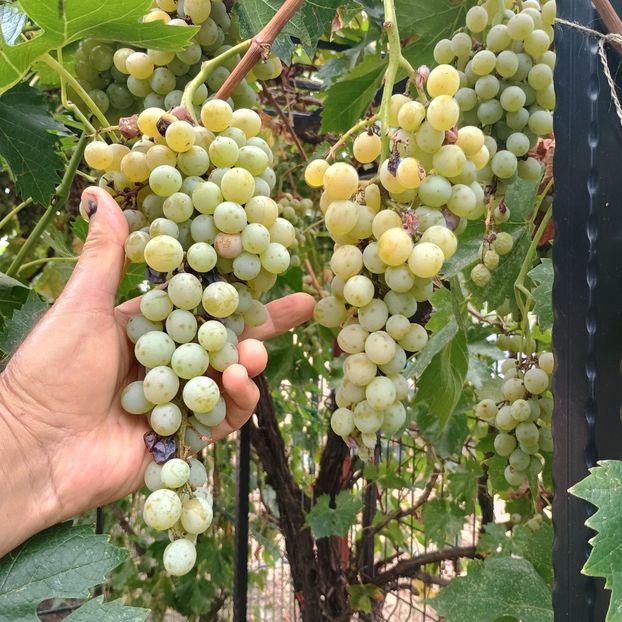 struguri Fanica - Struguri 2023-2024