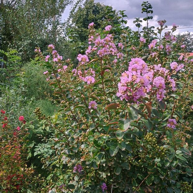 liliac mov 01.09 a doua inflorire - arbori ornamentali 2024