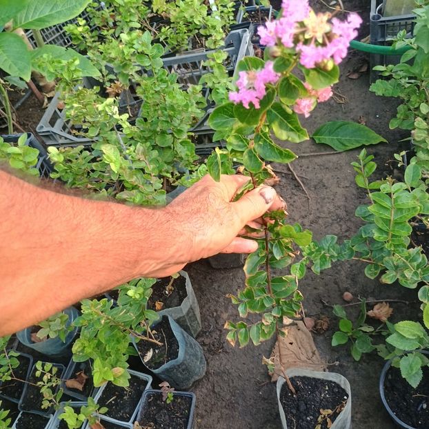 liliac roz deschis - arbori ornamentali 2024