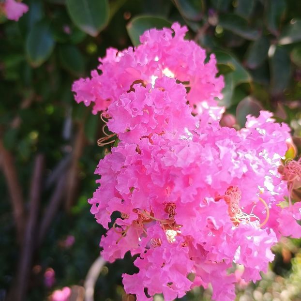 liliac Sioux - arbori ornamentali 2024