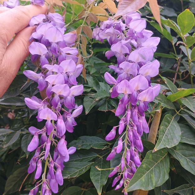  - arbori ornamentali 2024