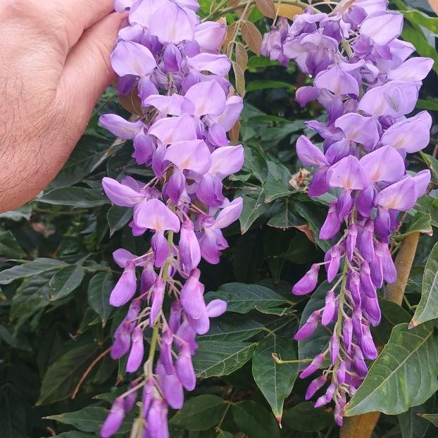 wisteria mov mirositoare - arbori ornamentali 2024