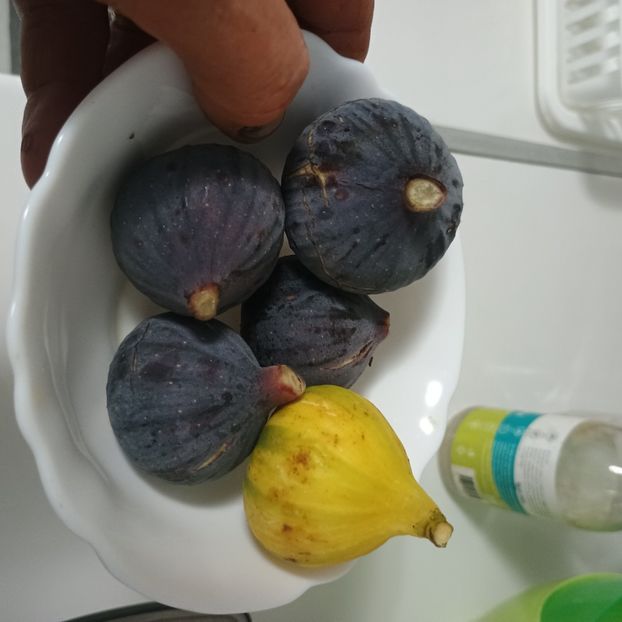 sm B+P - Arbori fructiferi 2024