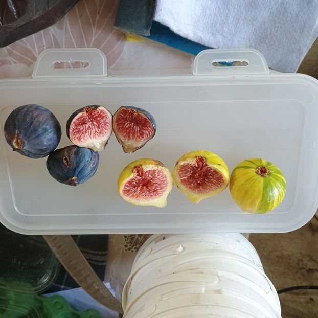 sm Panache si Brogiotto nero - Arbori fructiferi 2024