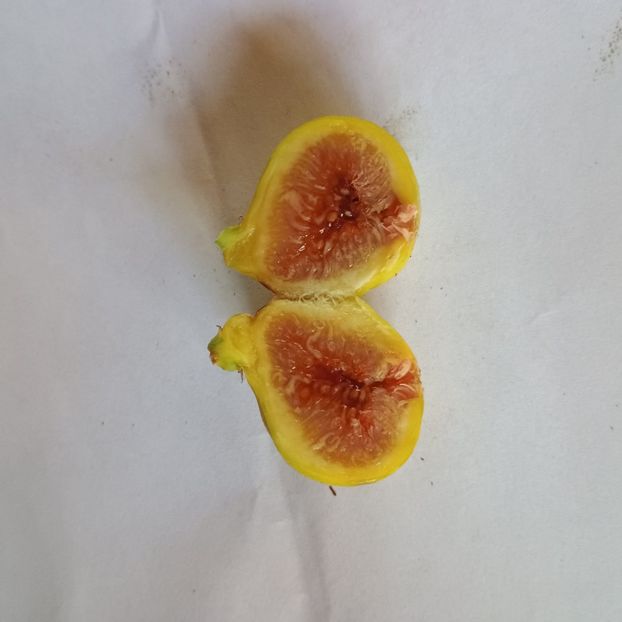 smo mininut - Arbori fructiferi 2024