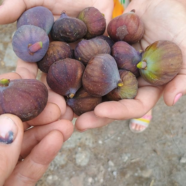 smochin Lungo del Portugal - Arbori fructiferi 2024