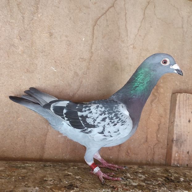 Mascul 22-421 - Porumbei vanduti