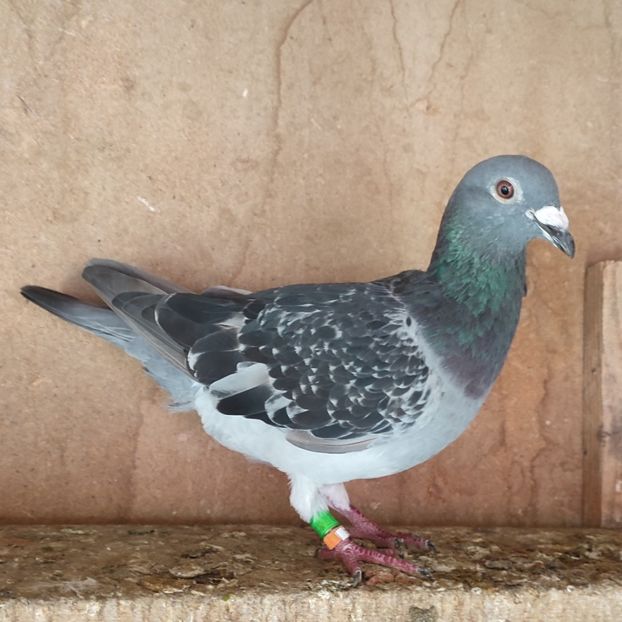 Mascul 23-322....-10 lei - Porumbei vanduti