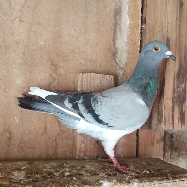 Mascul 24-708 - Vânat list