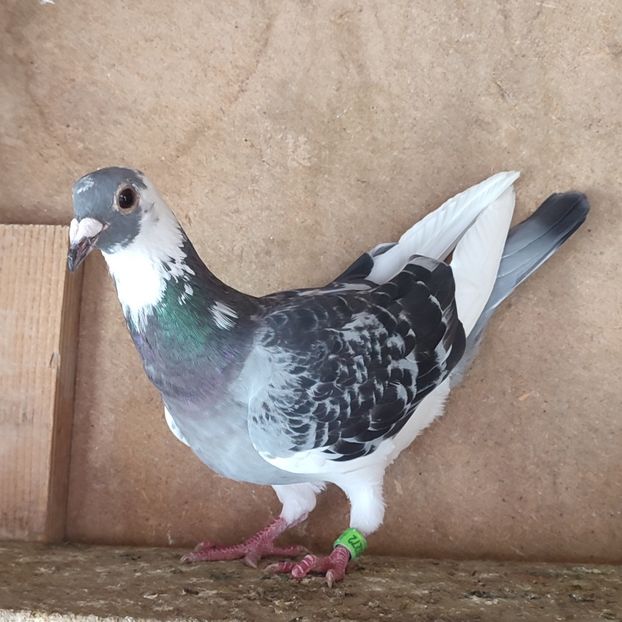 Femela 23-272 - Porumbei vanduti