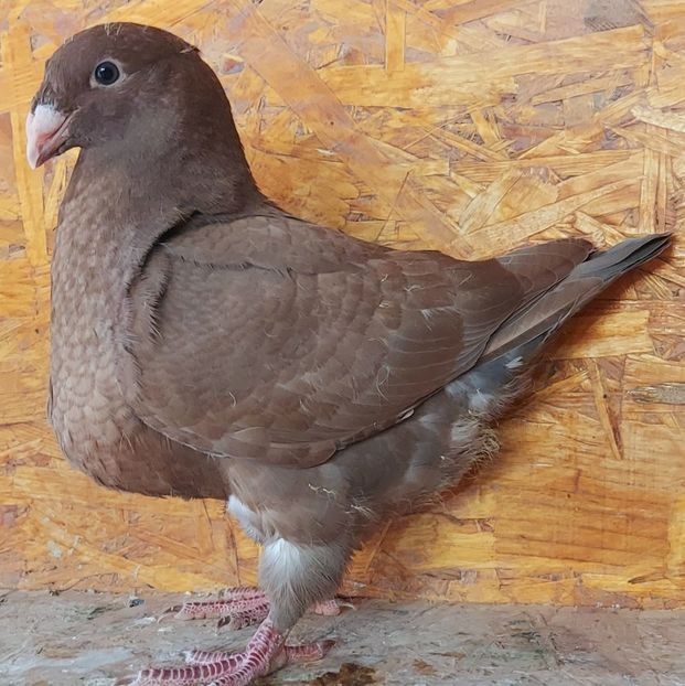  - 3---AGH DAȚI 2019 - 2025