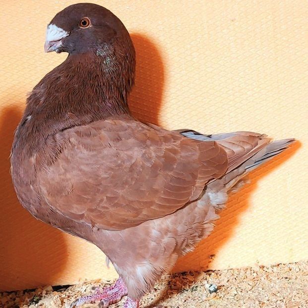  - 3---AGH DAȚI 2019 - 2025