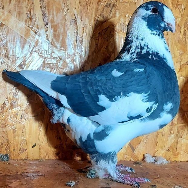  - 3---AGH DAȚI 2019 - 2025