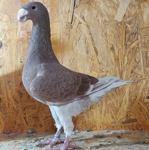  - 3---AGH DAȚI 2019 - 2025