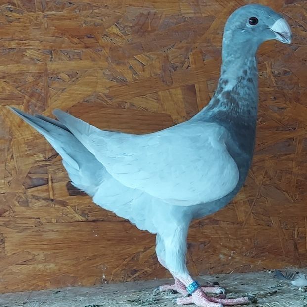  - 3---AGH DAȚI 2019 - 2025