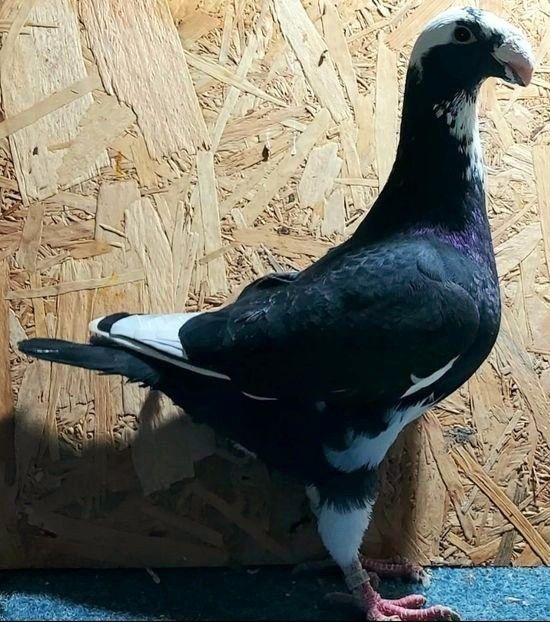  - 3---AGH DAȚI 2019 - 2025