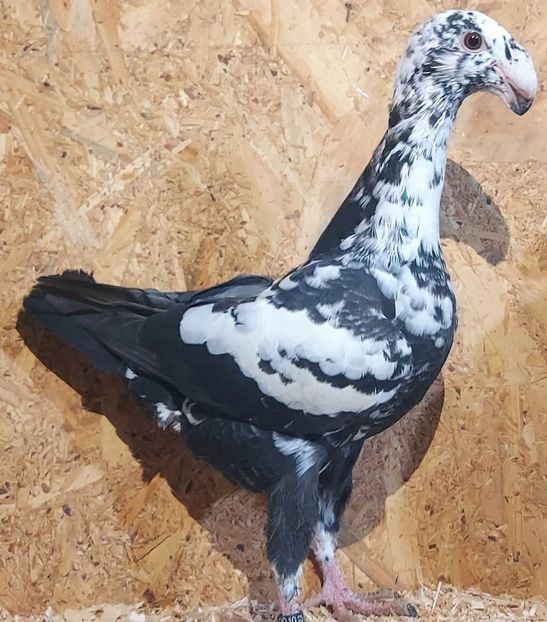  - 3---AGH DAȚI 2019 - 2025