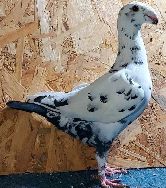  - 3---AGH DAȚI 2019 - 2025