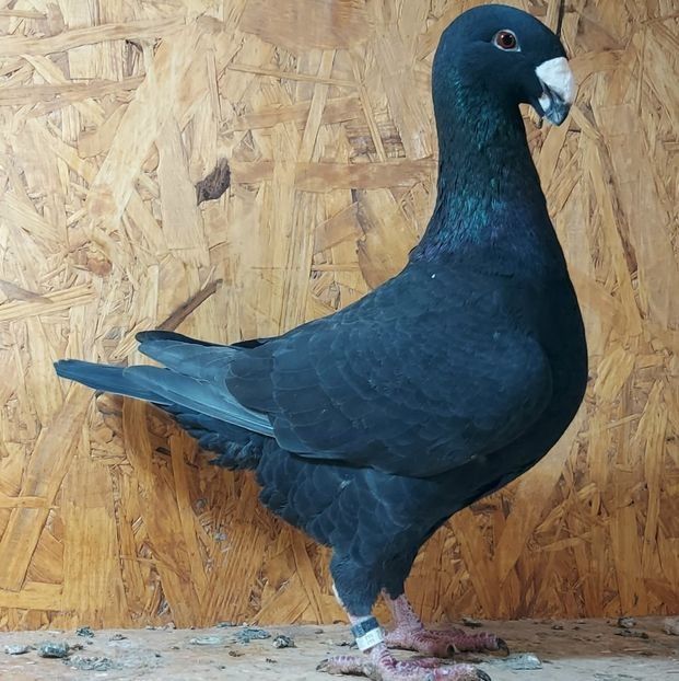  - 3---AGH DAȚI 2019 - 2025