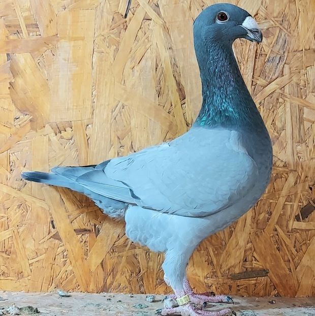  - 3---AGH DAȚI 2019 - 2025