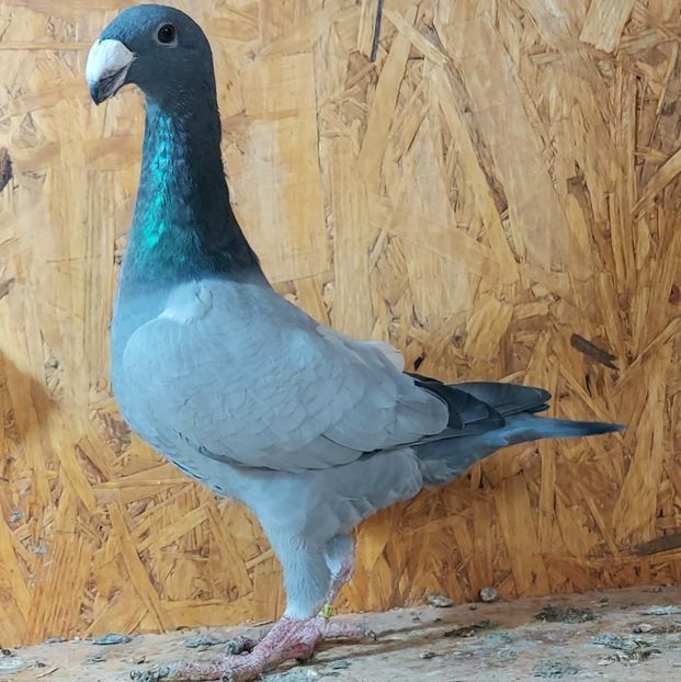  - 3---AGH DAȚI 2019 - 2025