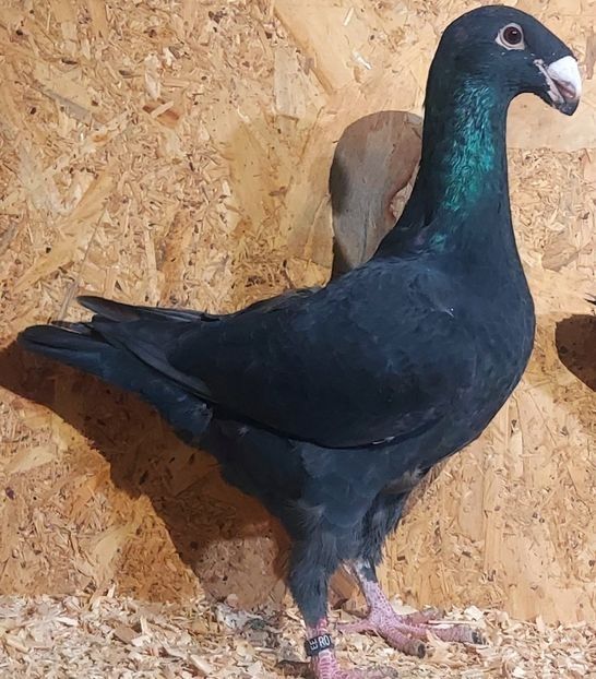  - 3---AGH DAȚI 2019 - 2025