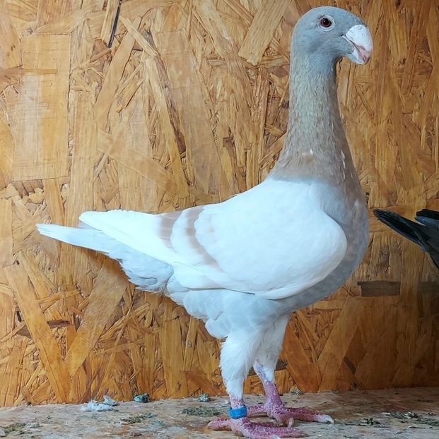  - 3---AGH DAȚI 2019 - 2025