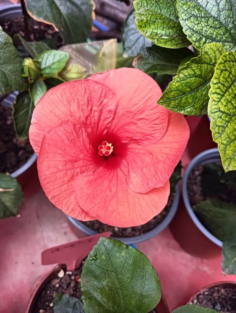 IMG20240830133428 - ZZ Hibilicii mei 2023