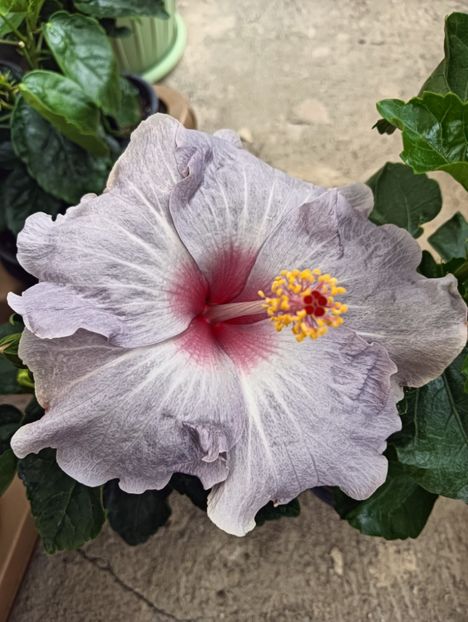 IMG20240830133048 - ZZ Hibilicii mei 2023