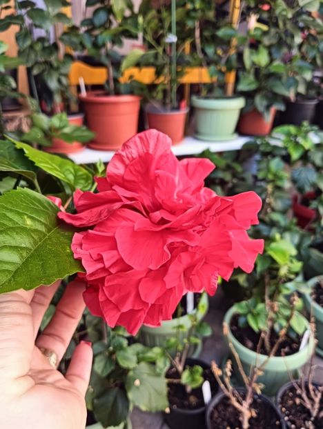 IMG20240820100213 - ZZ Hibilicii mei 2023