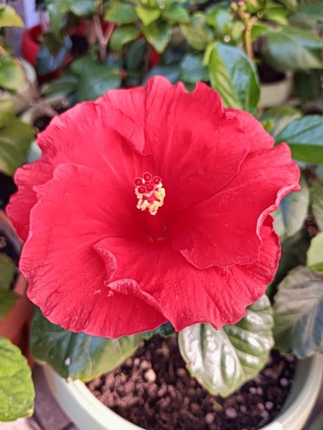 IMG20240729083314 - ZZ Hibilicii mei 2023