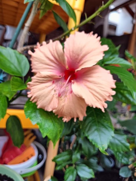 IMG20240725160413 - ZZ Hibilicii mei 2023