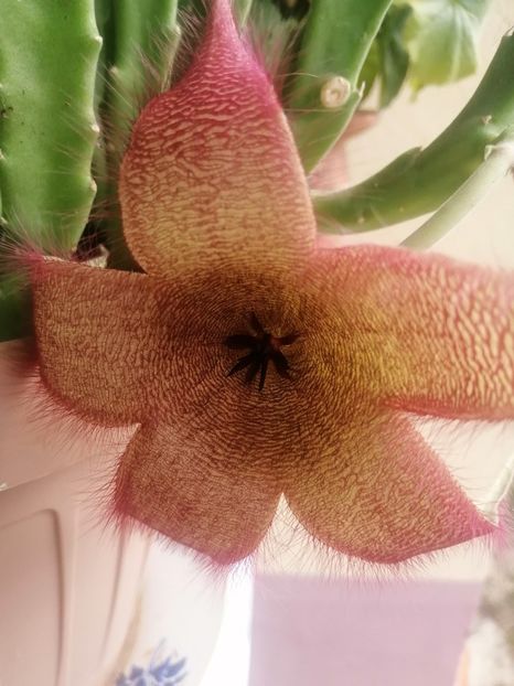  - Stapelia