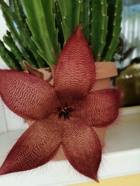  - Stapelia