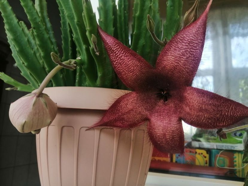  - Stapelia