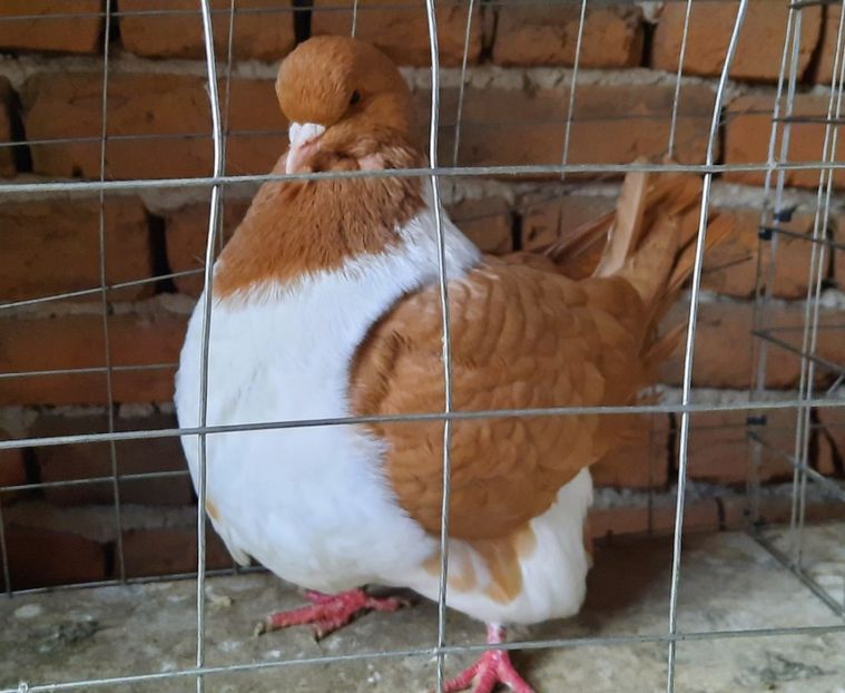 1-0 2021 - 1-0 galbeni