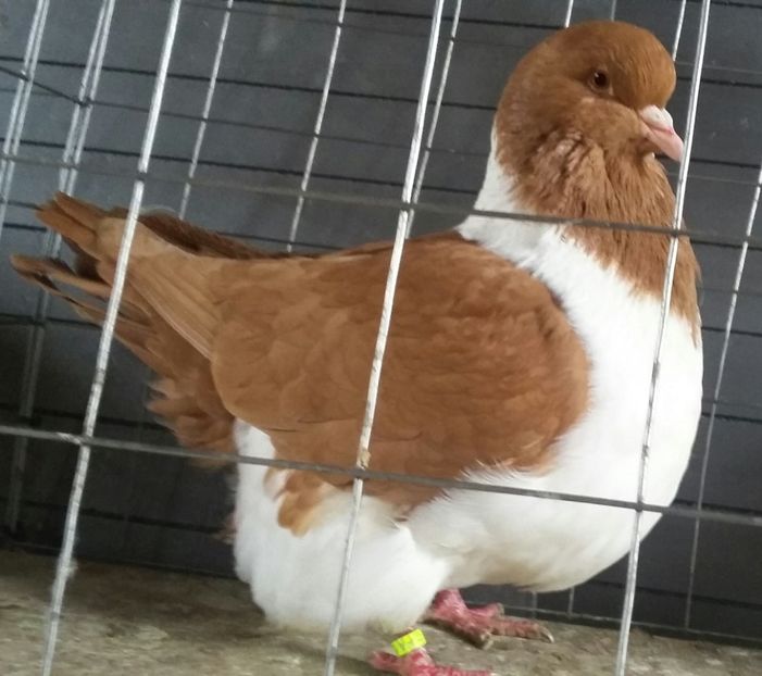 1-0 2018 - strasseri galbeni