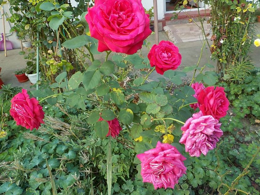  - Trandafiri in gradina mea