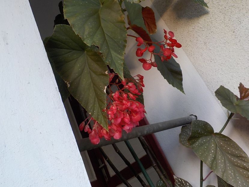  - begonia lucernae