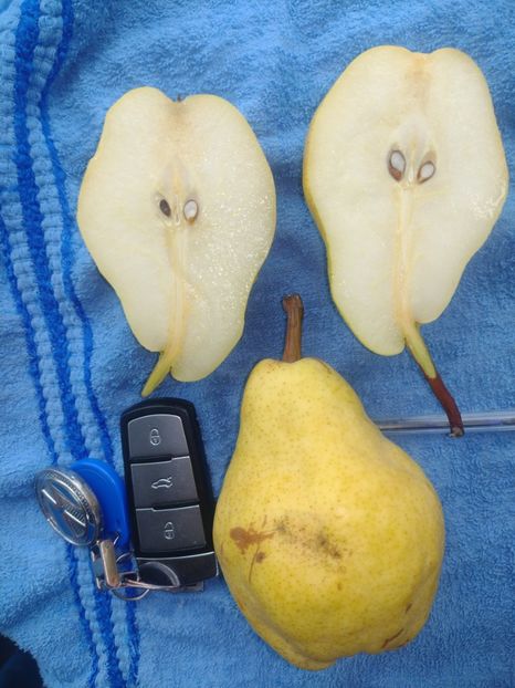 30 august , cules de 10 zile și maturat la lădiță in 2024 - Viorica