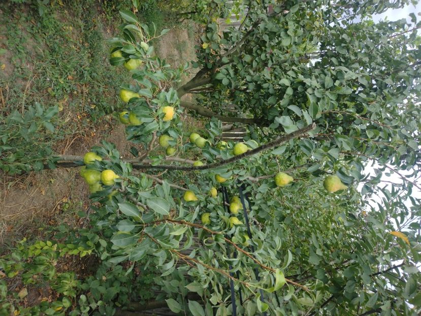 2024 rărire corectă a perelor - Packhams Triumf