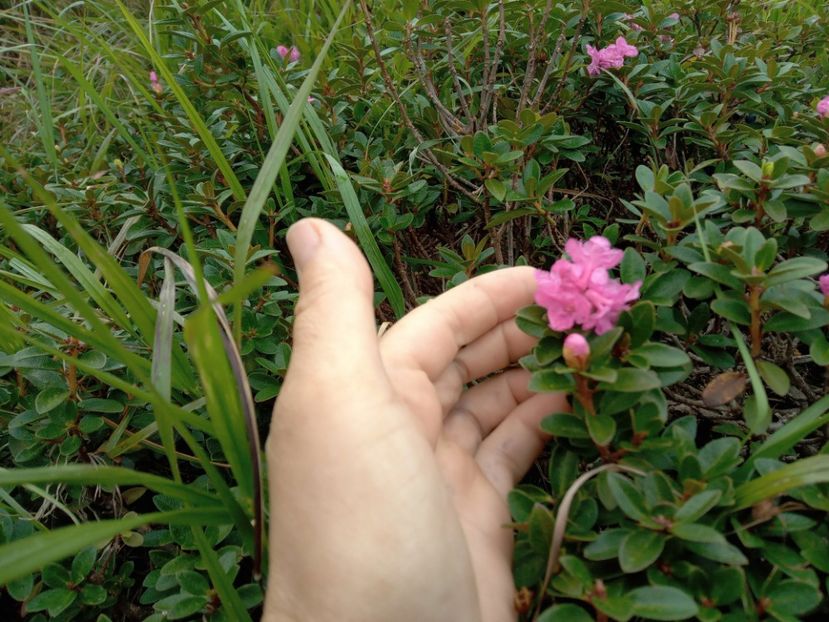  - Pietrosu 1 septembrie 2024