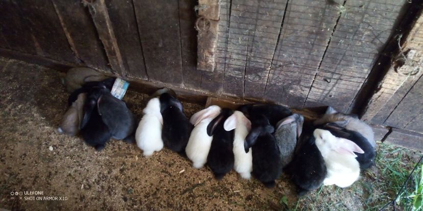  - 06 Iepuri UG și BG